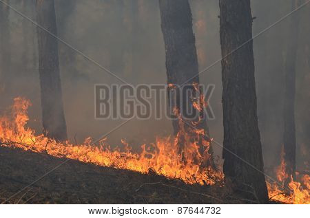 Near Kiev, Ukraine -April 11, 2015: Severe drought. Fires destroy forest and steppe.  April 11, 2015 Near Kiev, Ukraine.