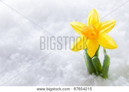 Crocus flower growing form snow. The beginning of spring. Nature