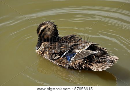 Rouen Duck Hen