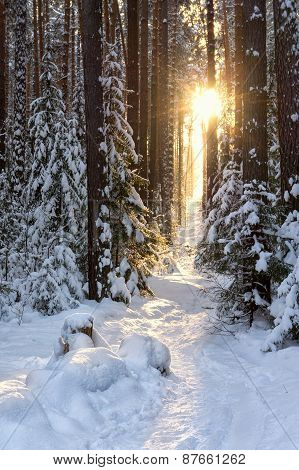 rays of the sun in a quiet winter forest
