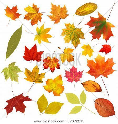 Collection Beautiful Colourful Autumn Leaves Isolated On White Background