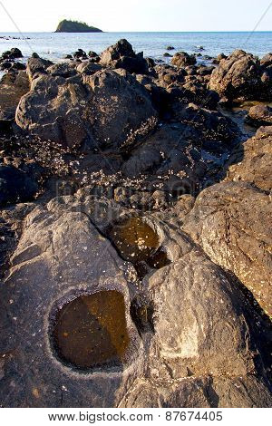 Madagascar    Seaweed In Indian  Isle  Sky And Rock