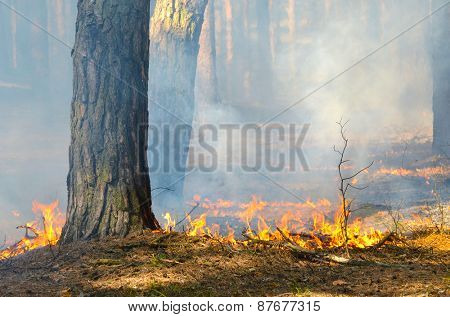 Near Kiev, Ukraine -April 11, 2015: Severe drought. Fires destroy forest and steppe. April 11, 2015 Near Kiev, Ukraine.