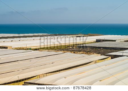 Greenhouse Landscape