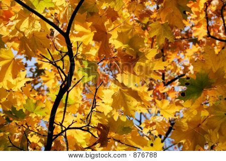 Herbstfarben