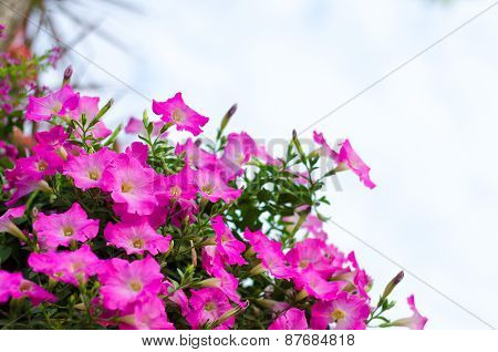 Flower In The Garden.
