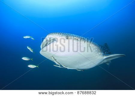 Whale Shark
