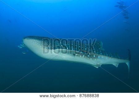 Whale Shark