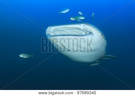 Whale Shark