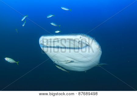 Whale Shark