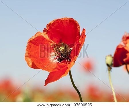 red wild poppies