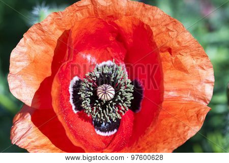 red wild poppy