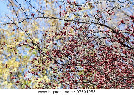 Rowan berries