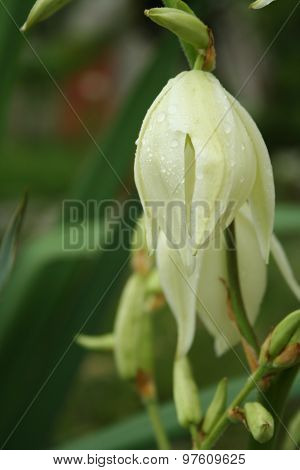 Flower Yucca