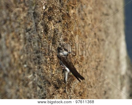 Sand Martin