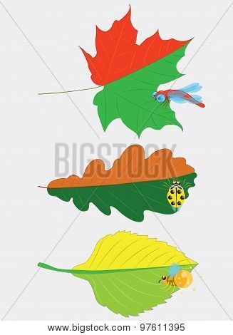 Three leaves.
