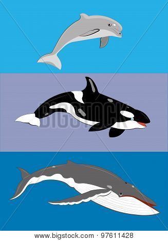 Three whales.