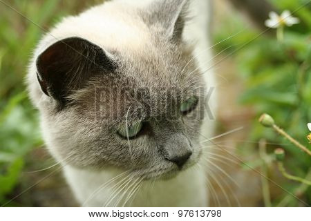 cat in the garden