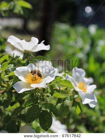 Bee On A Wild Rose