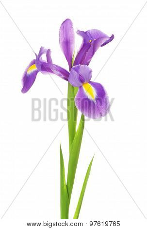 Iris Flower