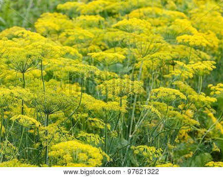 Yellow Flowers On Flowering Dill Herb