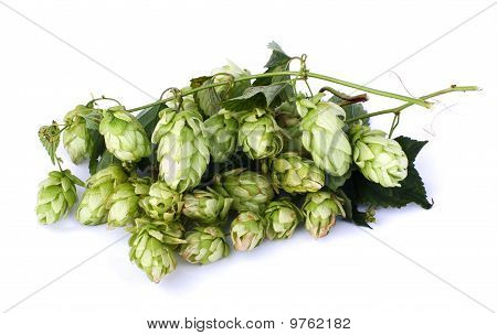 Zelený slad Grape