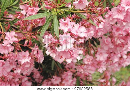 Azalea blossom