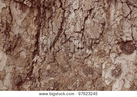Close up of a cortex tree