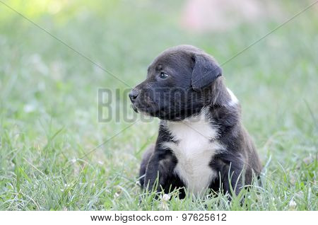 Cute Amstaff Puppy