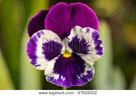 Heartsease, Viola Tricolor, Vibrant Photo With Shallow Depth Of Field
