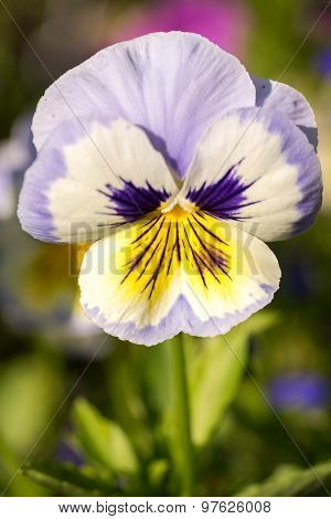 Heartsease, Viola Tricolor, Vibrant Photo With Shallow Depth Of Field
