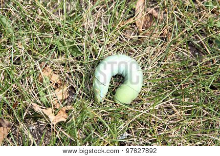 Hornworm (tomato)