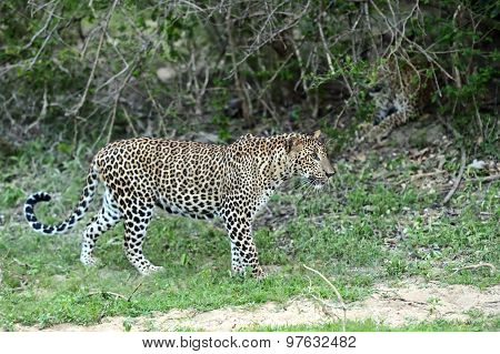 Leopard