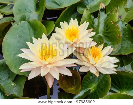 Lotus