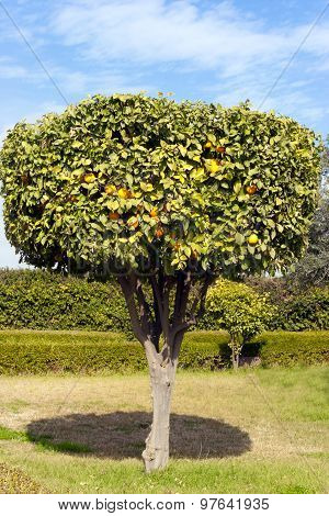 Ornamental orange tree full of ripe fruits on its branches in a orange grove