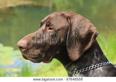 German Shorthaired Pointer