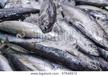 Fresh Bluefin Tuna Fish On Ice Exposition At The Seafood Market