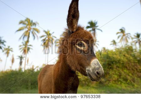 Donkey Baby Face