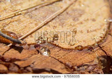 Pine Resin