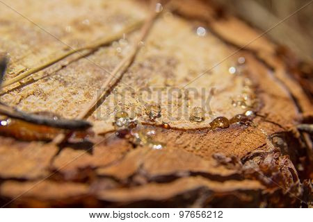 Pine Resin