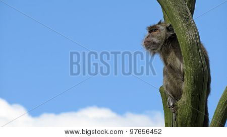 Monkey sitting in a tree scouting among the clouds
