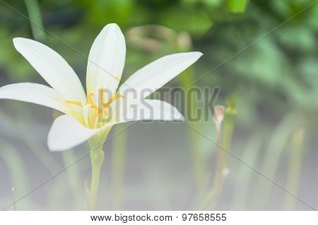 White Rain Lily, Zephyranthes Candida,the Rain Lilies A Color Adjustment In Soft Style For Backgroun