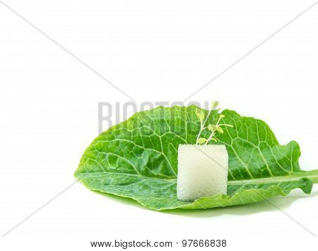 chinese broccoli on white background
