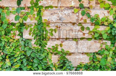 Old Brick Wall