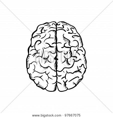Human brain sketch in ouline style