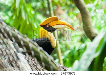 Great Hornbill (buceros Bicornis), Also Known As The Great Indian Hornbill Or Great Pied Hornbill. W