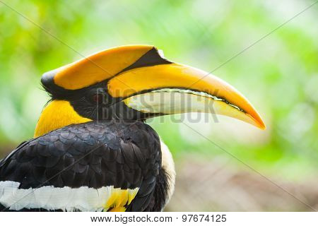 Great Hornbill (buceros Bicornis), Also Known As The Great Indian Hornbill Or Great Pied Hornbill. W