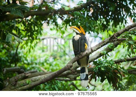 Great Hornbill (buceros Bicornis), Also Known As The Great Indian Hornbill Or Great Pied Hornbill. W
