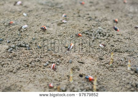 Fiddler Crab In The Mangrove