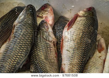 Rohu Fish In The Box